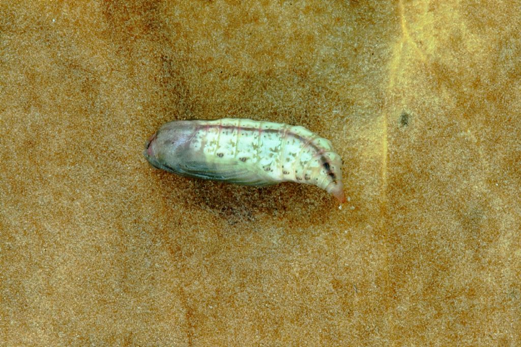 Determinazione bruco